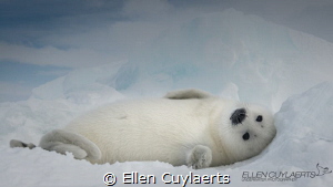 'Hi"
Harp seal pup in the Gulf of St. Lawrence by Ellen Cuylaerts 